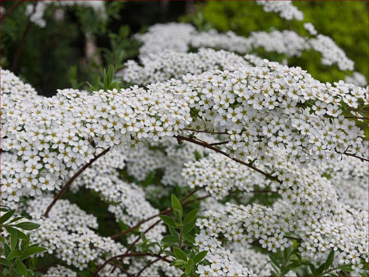 Krzewy kwitnące wiosną - Kolorowe akcenty dla Twojego ogrodu. Wyjątkowe gatunki i porady
