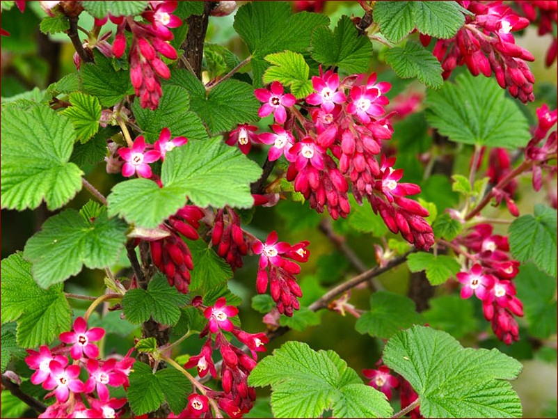 Krzewy ozdobne liściaste: Niesamowite barwy przyrody odmienią Twój ogród () Krzewy ozdobne liściaste: Niesamowite barwy przyrody odmienią Twój ogród