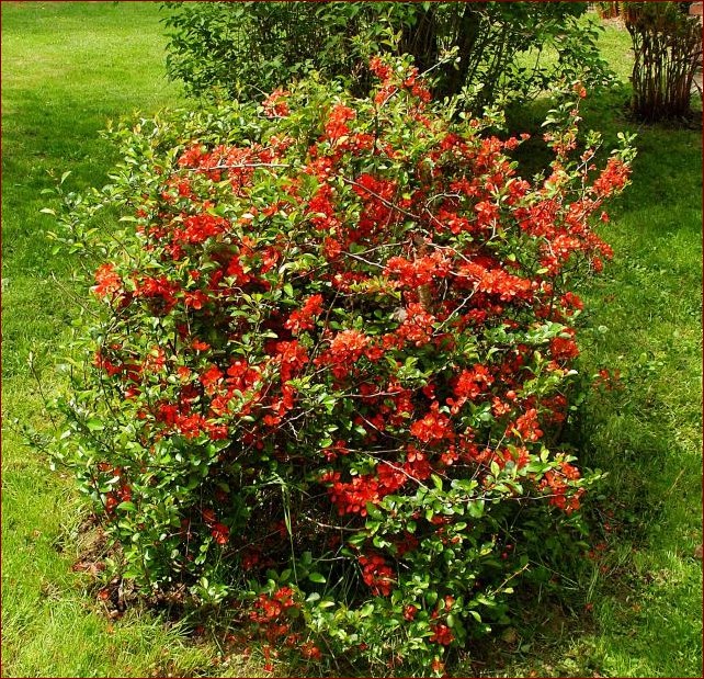 Krzewy ozdobne liściaste: Niesamowite barwy przyrody odmienią Twój ogród () Krzewy ozdobne liściaste: Niesamowite barwy przyrody odmienią Twój ogród