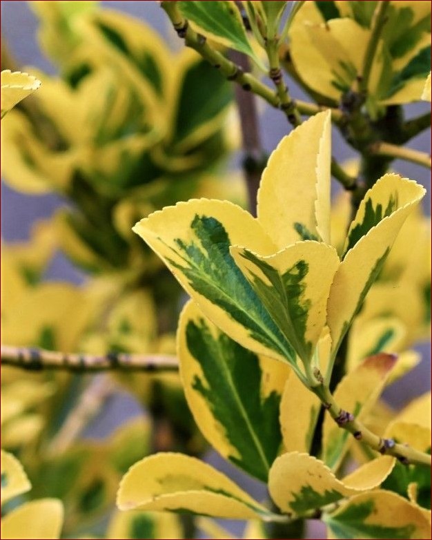 Krzewy ozdobne liściaste: Niesamowite barwy przyrody odmienią Twój ogród () Krzewy ozdobne liściaste: Niesamowite barwy przyrody odmienią Twój ogród