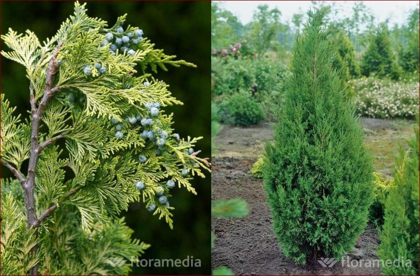 Krzewy zimozielone iglaste - niezawodny sposób na piękny ogród przez cały rok