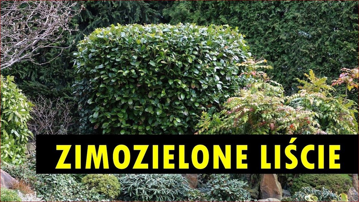 Krzewy zimozielone na słońce - zachwycające ogrody przez cały rok!