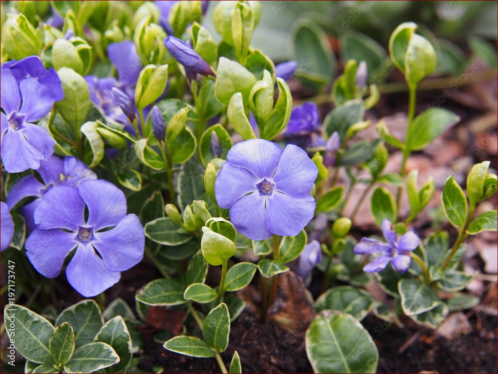 Krzewy zimozielone szybko rosnące - niezawodny sposób na piękny ogród przez cały rok