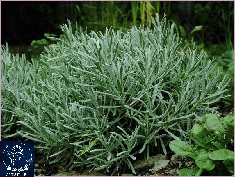 Krzewy zimozielone szybko rosnące - niezawodny sposób na piękny ogród przez cały rok