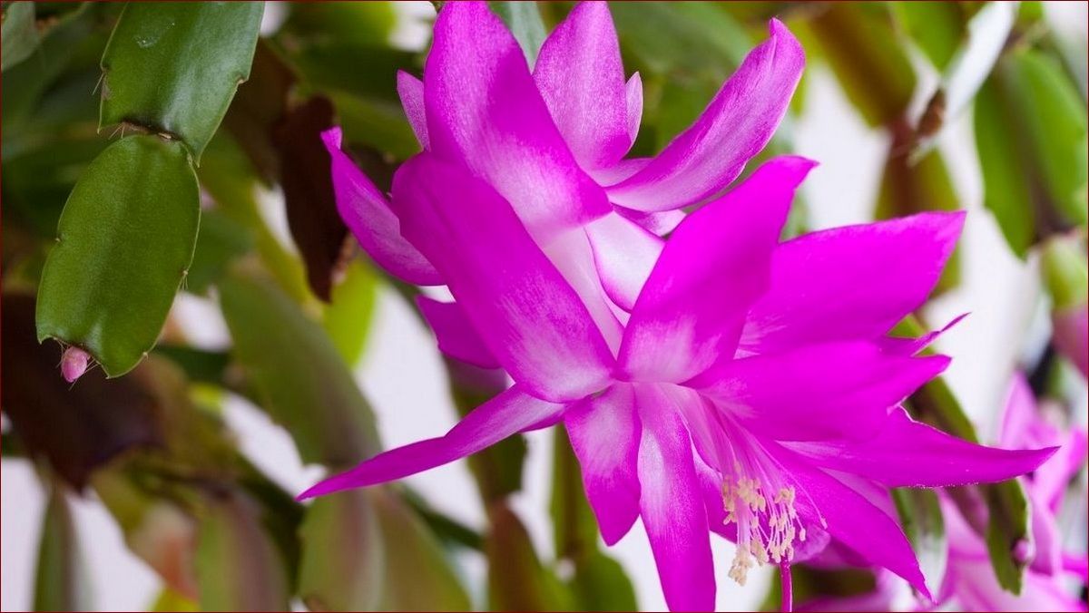 Kwiat grudnik, jak pielęgnować zimową gwiazdę betlejemską krok po kroku