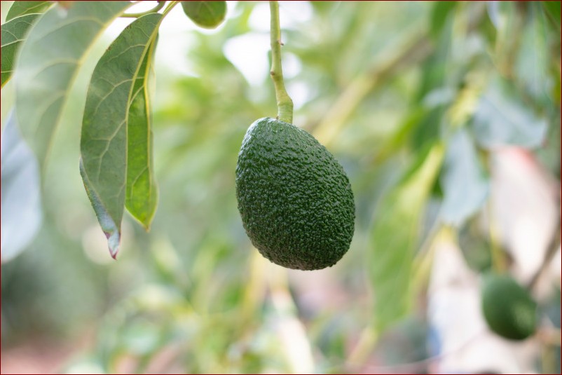 Kwiat kalanchoe: Czy ta popularna roślina doniczkowa jest trująca?