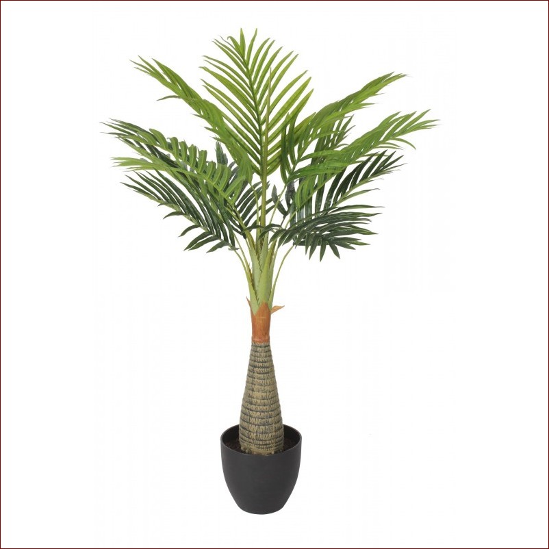 Kwiat palma areka - tropikalna egzotyka w Twoim domu. Poznaj tajniki pielęgnacji.