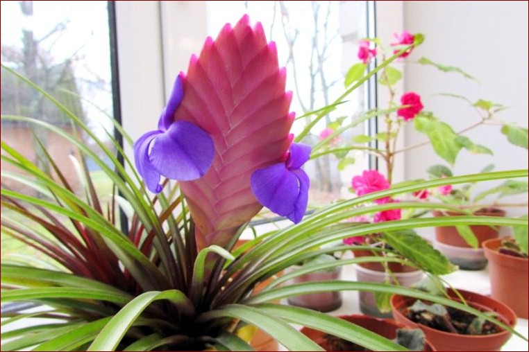 Kwiat tillandsia pielęgnacja - Sekretny sposób na piękne epifity w domu