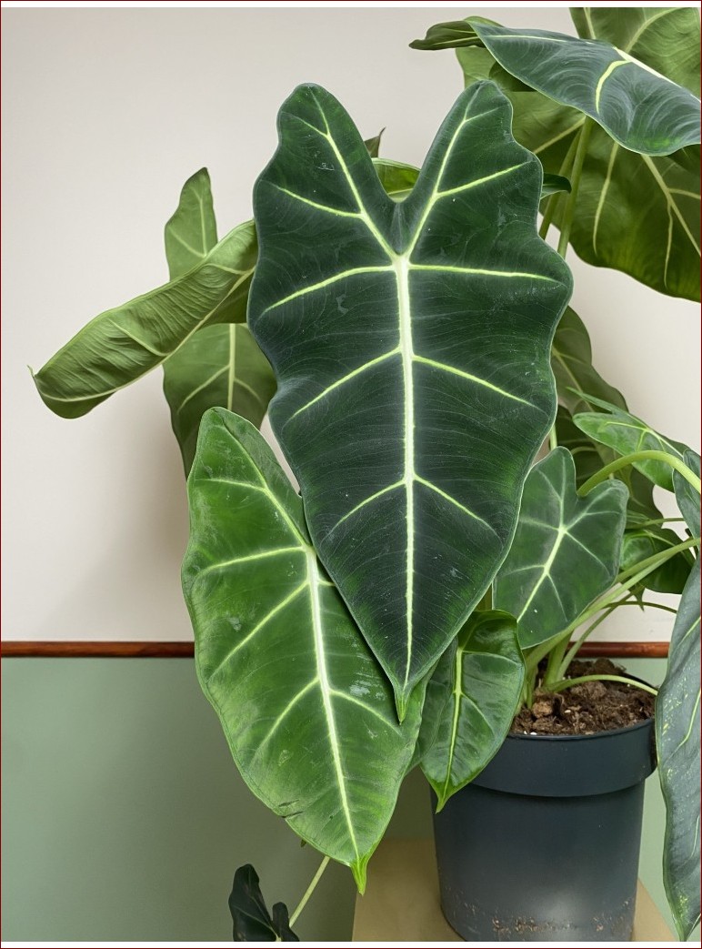 Kwiat z dużymi liśćmi: Tropikalny gigant w Twoim domu