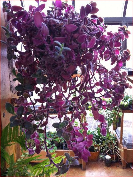 Kwiatek z fioletowymi liśćmi: Odkryj ten rzadki i zapierający dech w piersiach okaz