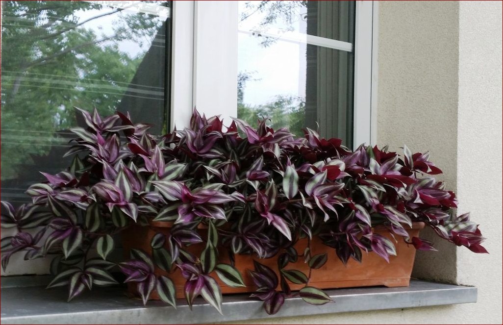 Kwiatek z fioletowymi liśćmi: Odkryj ten rzadki i zapierający dech w piersiach okaz