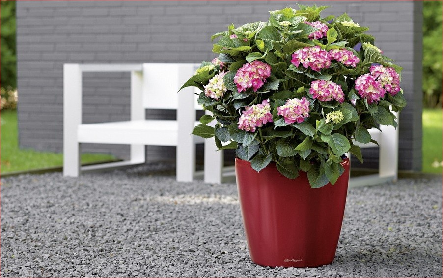 Kwiaty do donic na zewnątrz: Stań na baczność dla tych pięknych ozdobników!