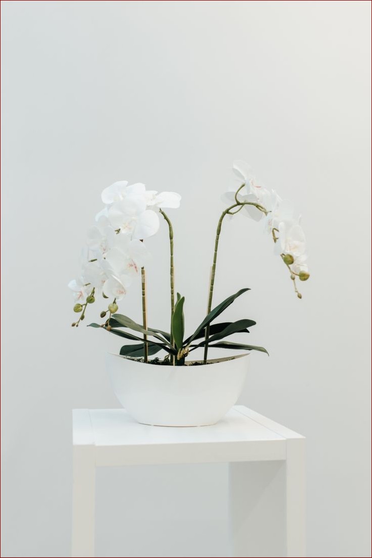 Kwiaty do salonu: Przywróć naturę do swojego domu - inspirujące porady dla miłośników roślin