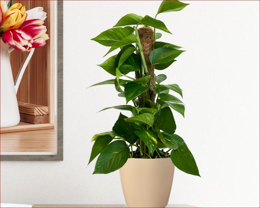 Kwiaty do sypialni oczyszczające powietrze: Odkryj naturalne filtry dla zdrowszego snu