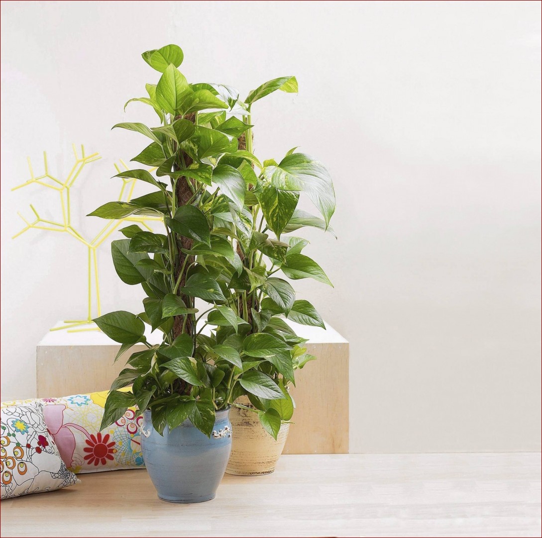 Kwiaty doniczkowe cieniolubne - odkryj sekretną oazę zieleni dla Twojego domu