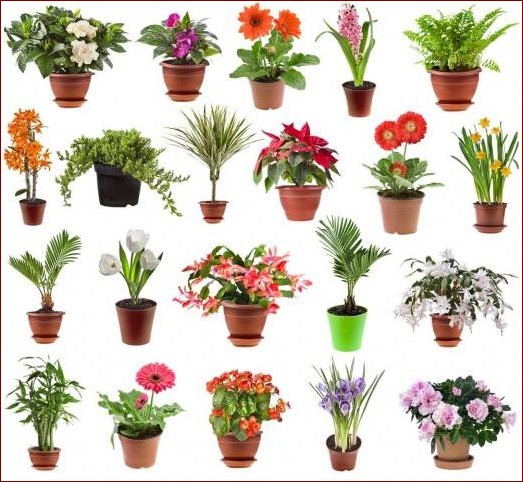 Kwiaty doniczkowe kwitnące na czerwono zdjęcia - Niezwykły przepis na ogniste emocje we wnętrzu