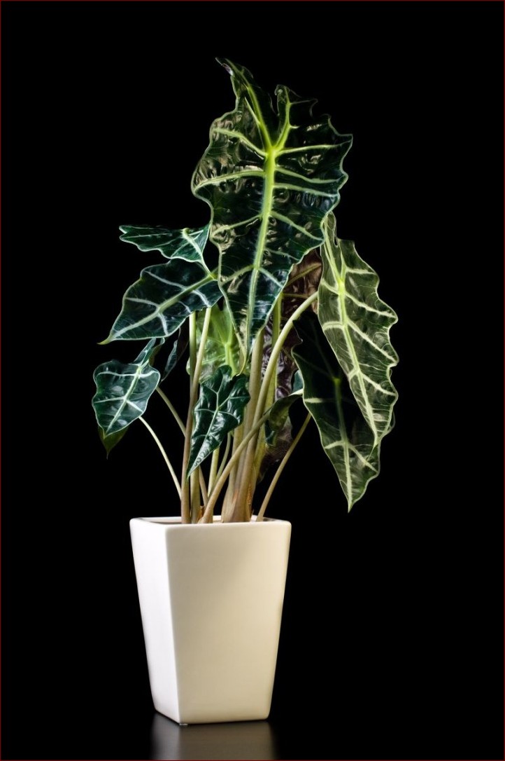 Kwiaty doniczkowe o dużych zielonych liściach - naturalne piękno w Twoim domu