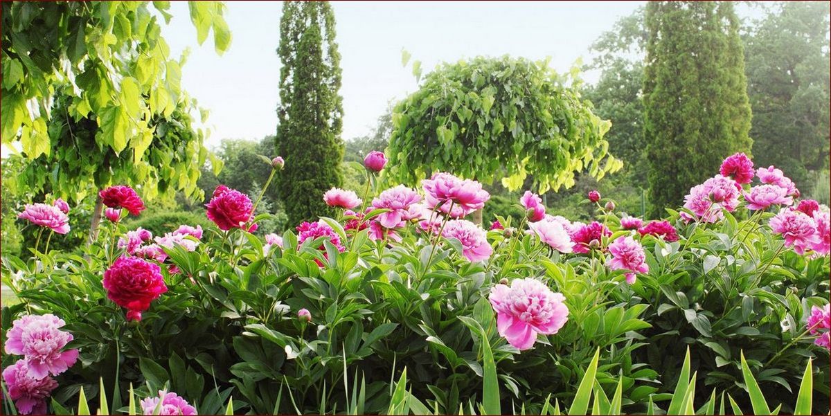 Kwiaty kwitnące w maju – Odkryj najpiękniejsze wiosenne okazy dla Twojego ogrodu!