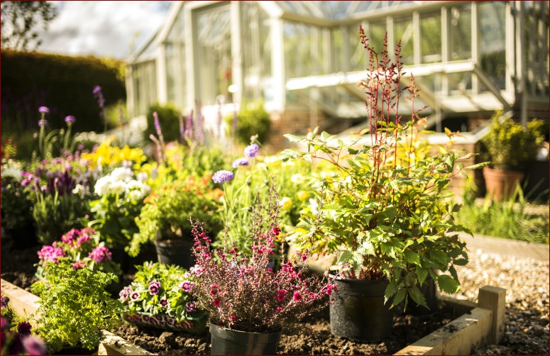 Kwiaty na jesień: Niezwykłe gatunki, by dodać blasku ogrodom