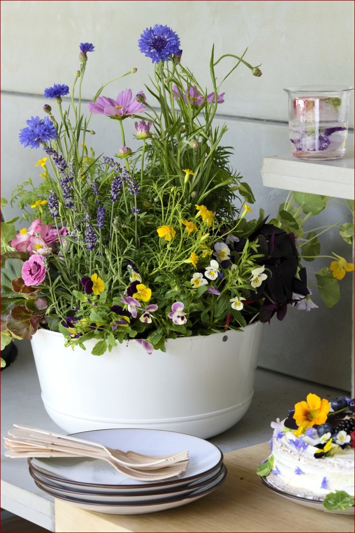 Kwiaty zwisające domowe - niezwykła dekoracja, która ożywi Twoje wnętrze!