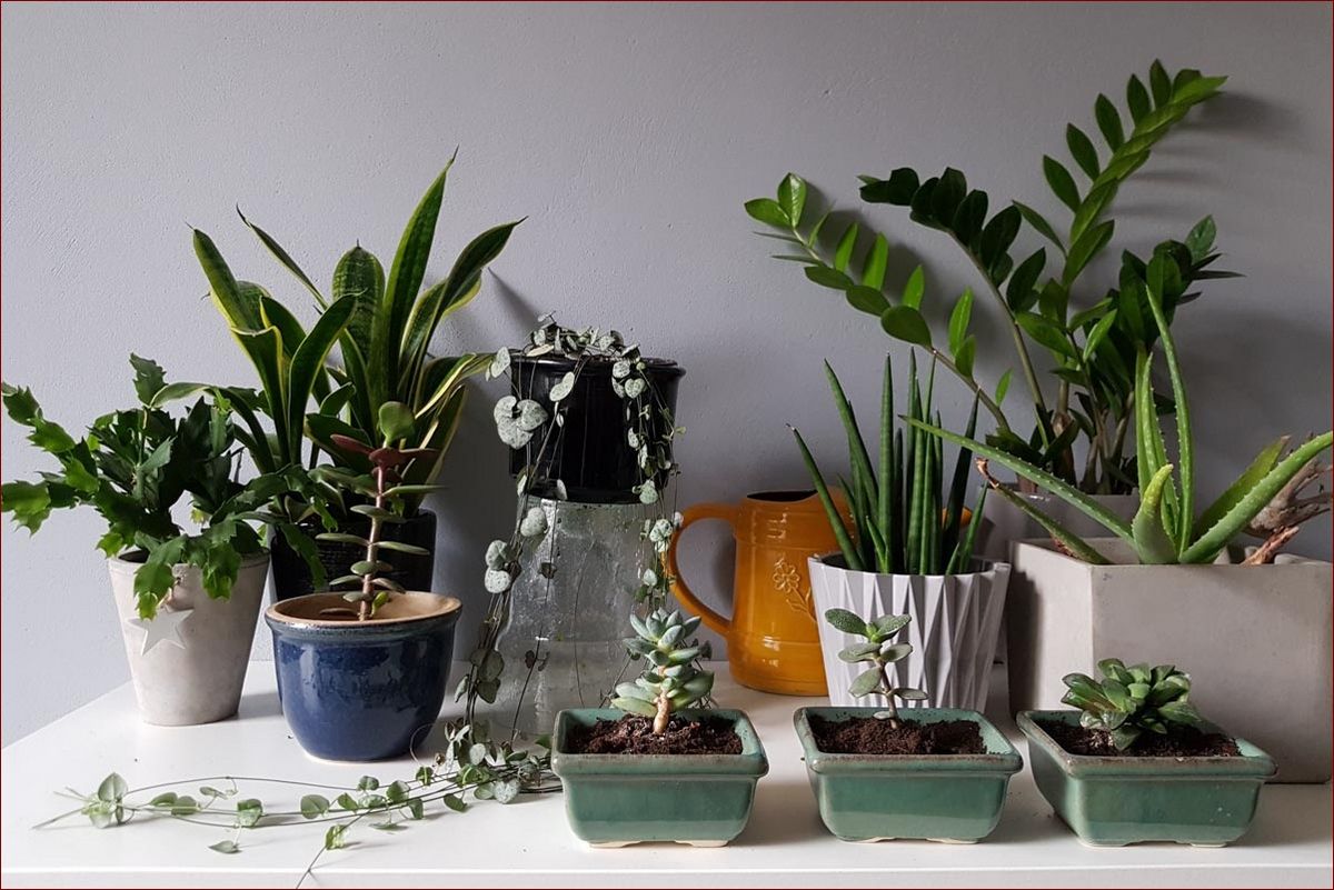 Kwitnące kwiaty doniczkowe łatwe w uprawie – Sekret pięknych i zdrowych roślin w domu