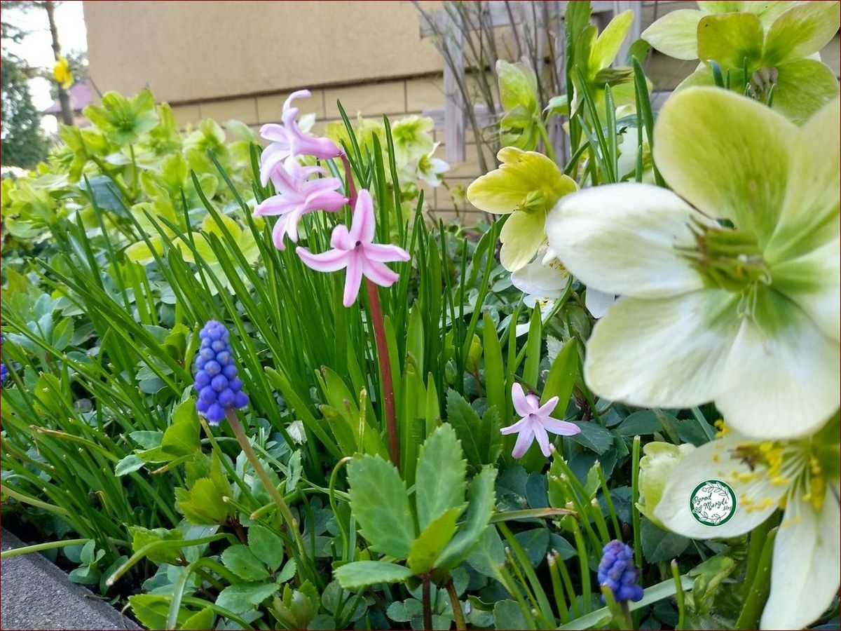 Kwitnie wczesna wiosna - podziwiaj niezwykłe przebudzenie natury