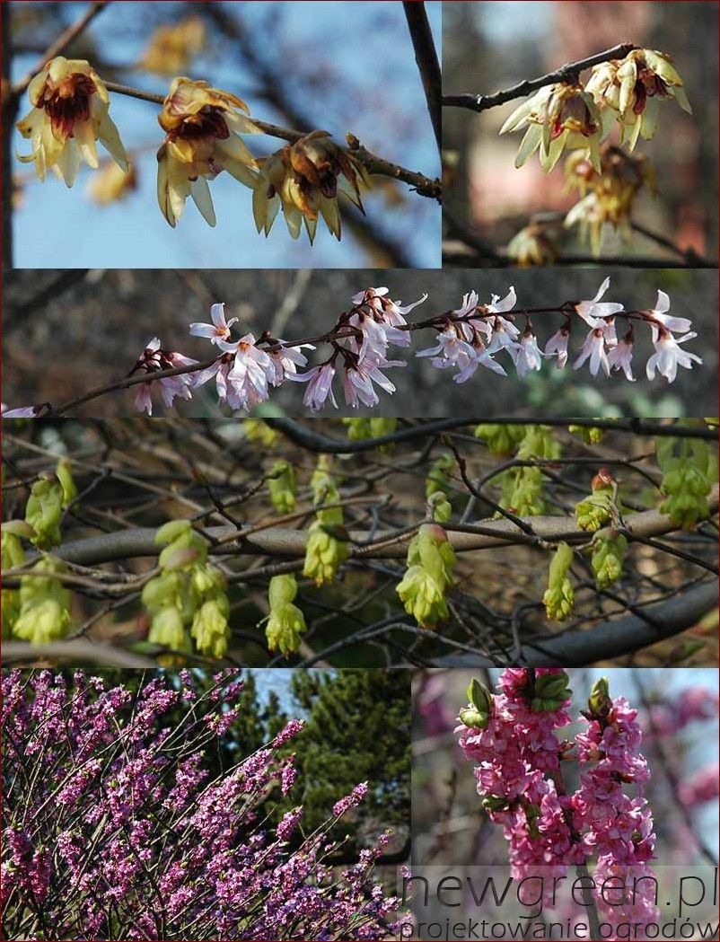 Kwitnie wczesna wiosna - podziwiaj niezwykłe przebudzenie natury