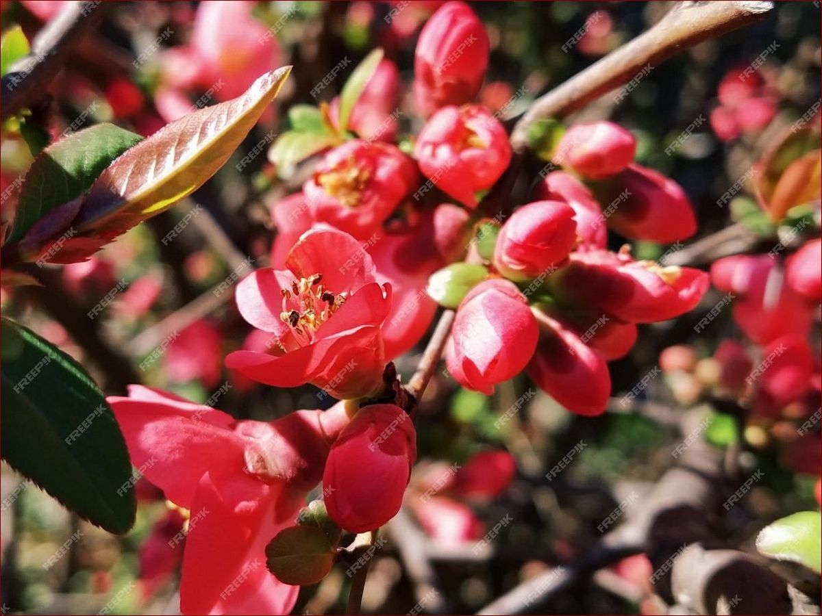 Kwitnie wczesna wiosna - podziwiaj niezwykłe przebudzenie natury