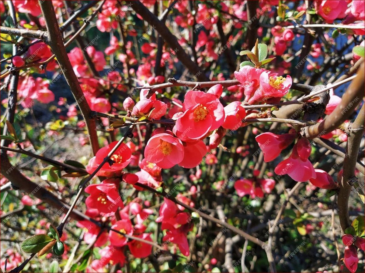 Kwitnie wczesna wiosna - podziwiaj niezwykłe przebudzenie natury