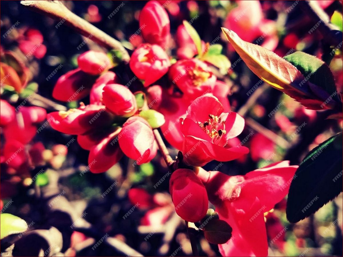 Kwitnie wczesna wiosna - podziwiaj niezwykłe przebudzenie natury