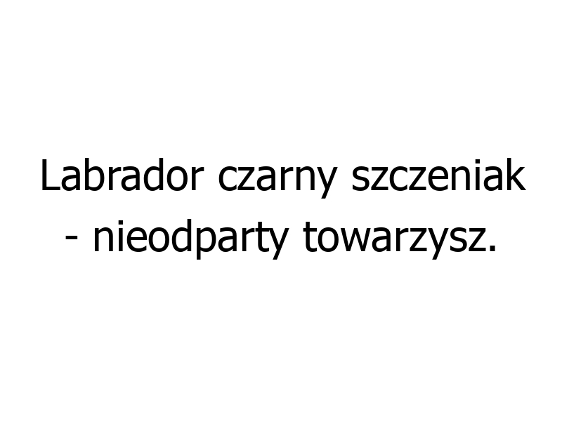 Labrador czarny szczeniak - nieodparty towarzysz. Poznaj sekrety szczęśliwego życia z nim