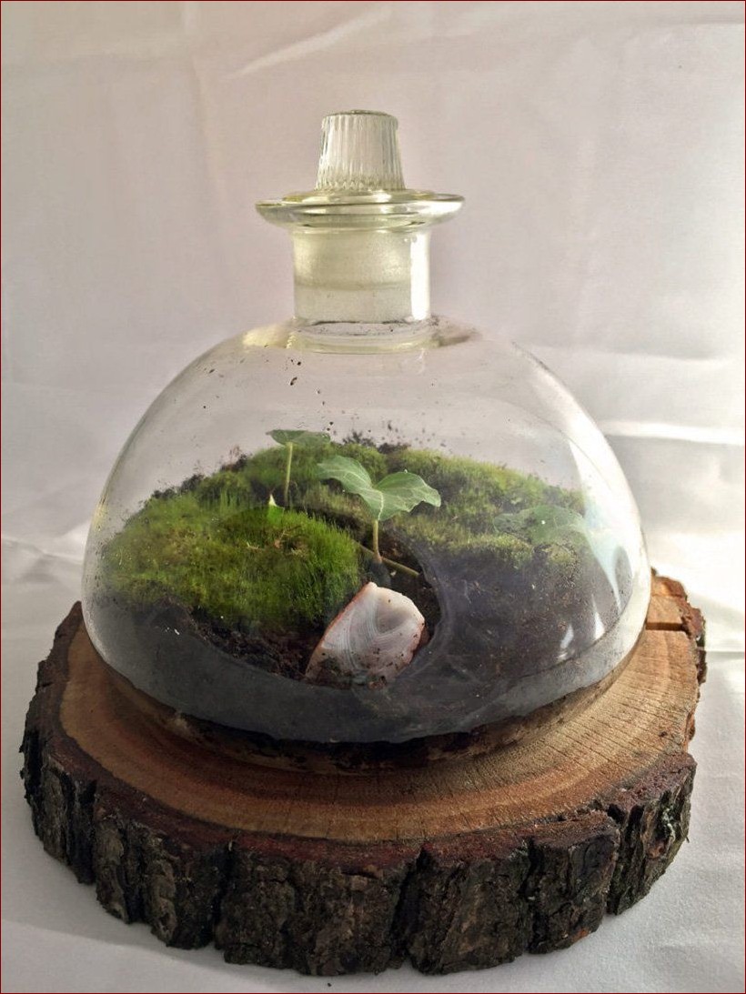 Las w słoiku - stwórz niesamowity, miniaturowy ekosystem w swoim domu!