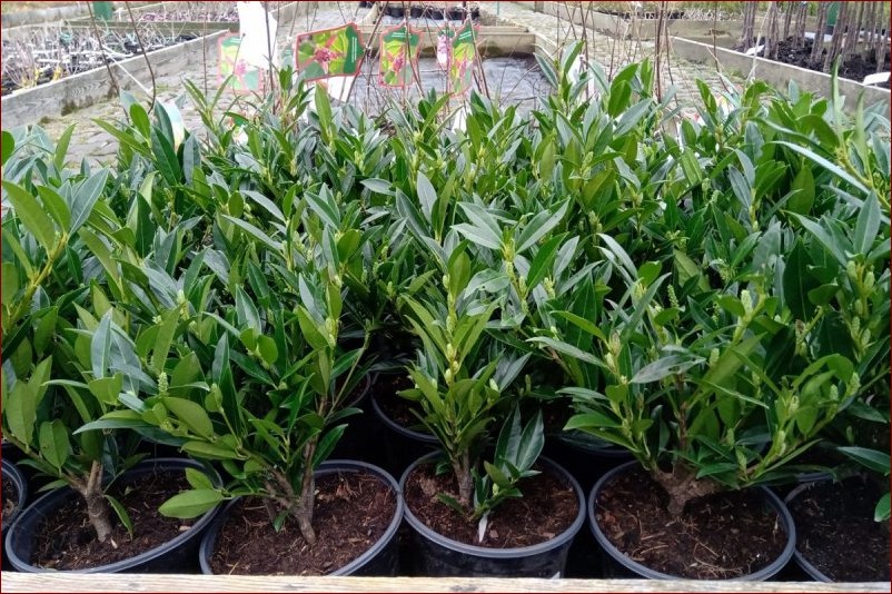 Laurowiśnia jak sadzić - Sekretne kroki do udanego sadzenia tego ozdobnego drzewa