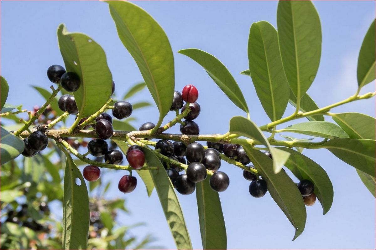 Laurowiśnia jak sadzić - Sekretne kroki do udanego sadzenia tego ozdobnego drzewa