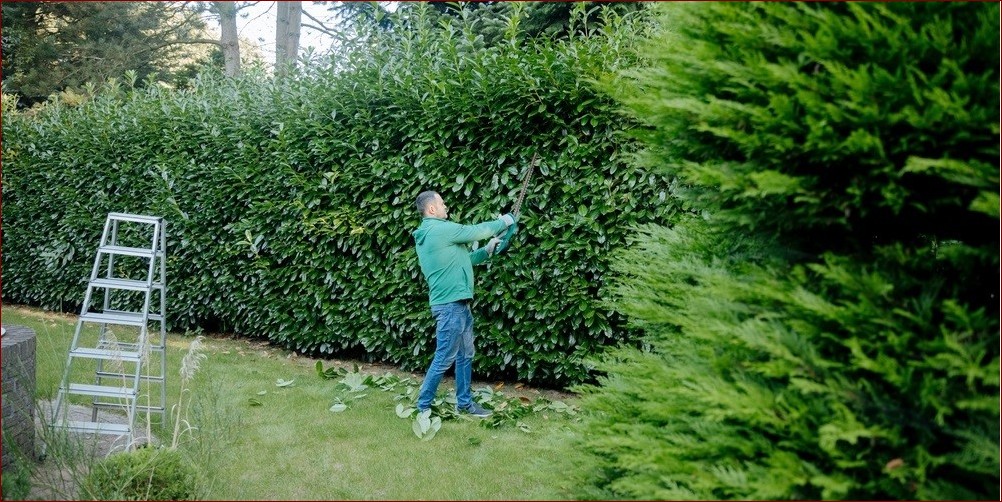 Laurowiśnia jak sadzić - Sekretne kroki do udanego sadzenia tego ozdobnego drzewa