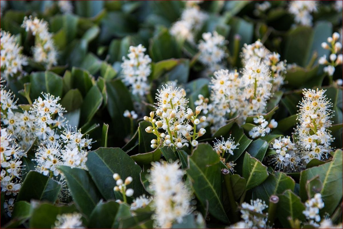 Laurowiśnia jak sadzić - Sekretne kroki do udanego sadzenia tego ozdobnego drzewa