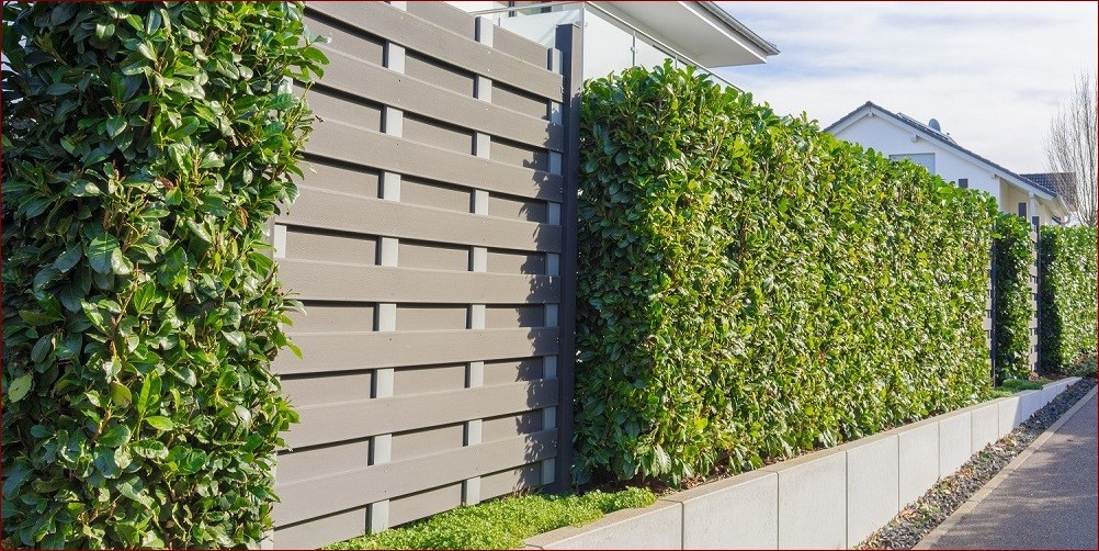 Laurowiśnia jak sadzić - Sekretne kroki do udanego sadzenia tego ozdobnego drzewa