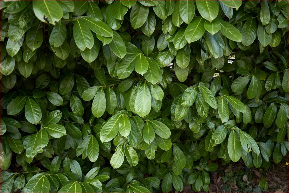 Laurowiśnia jak sadzić - Sekretne kroki do udanego sadzenia tego ozdobnego drzewa