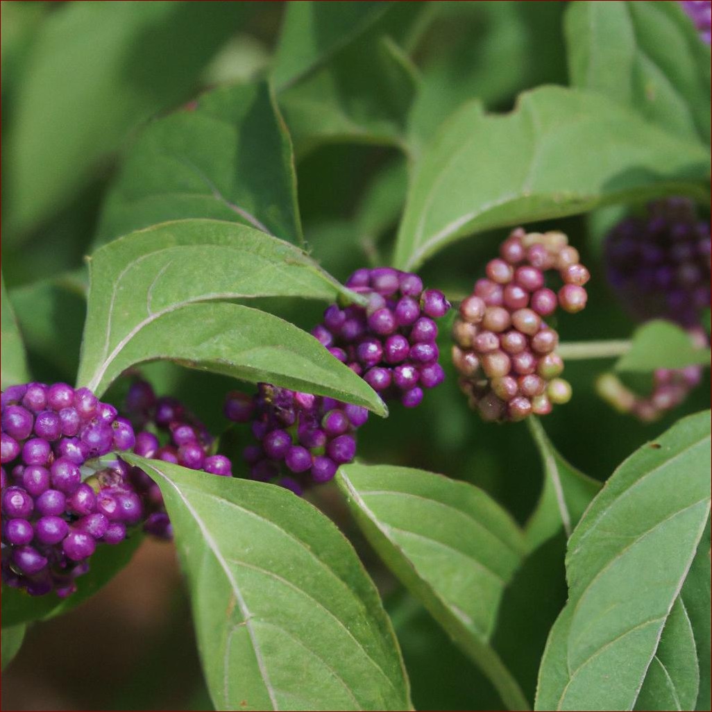 Lawenda - jak przycinać te pachnące krzewy dla pięknego i obfitego kwitnienia?