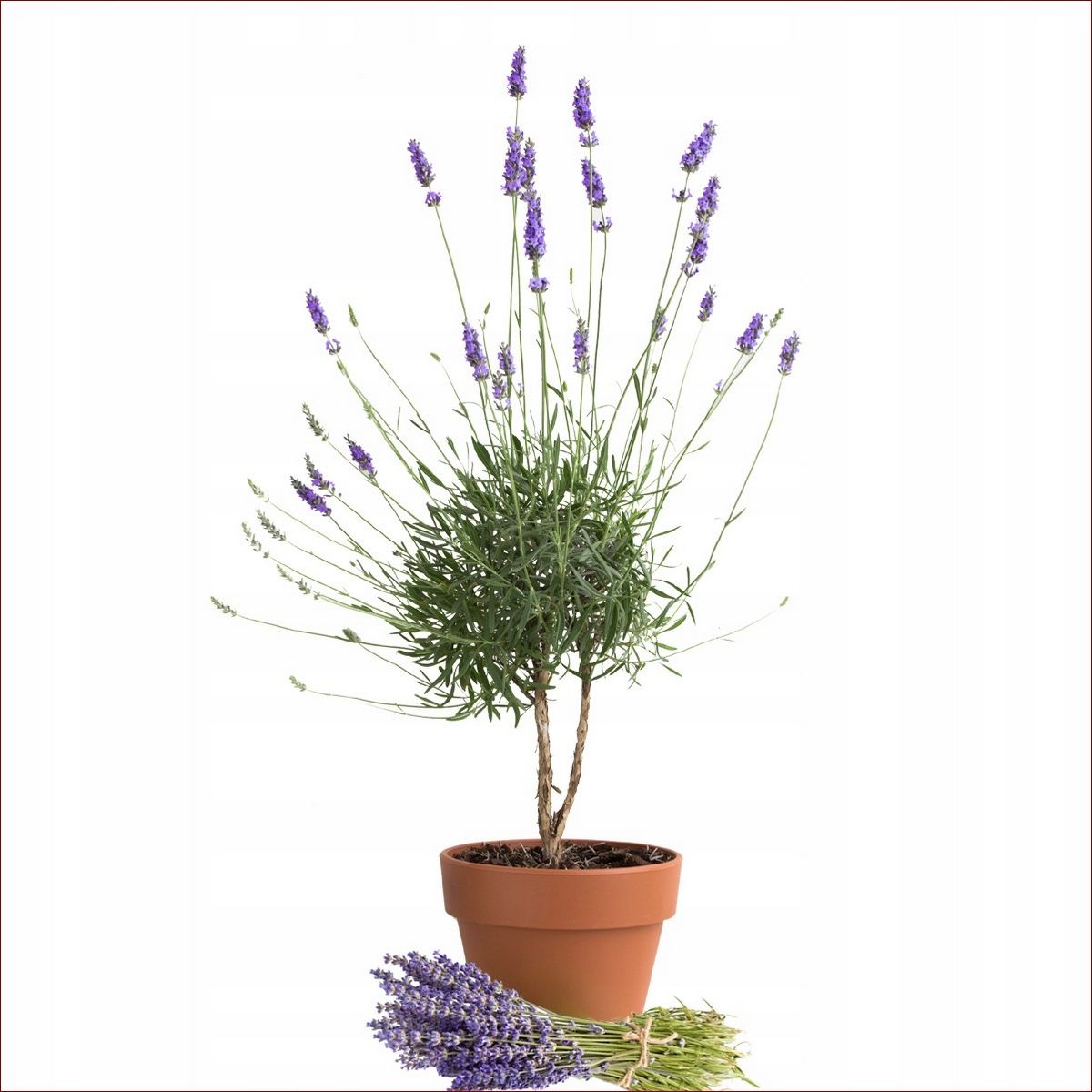 Lawenda na pniu: Wertykalna elegancja i aromat w Twoim ogrodzie