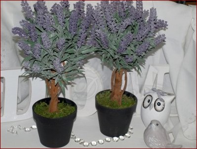 Lawenda na pniu: Wertykalna elegancja i aromat w Twoim ogrodzie