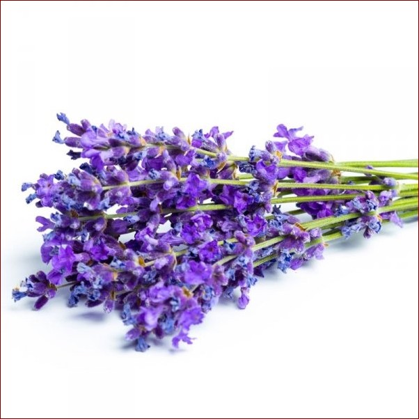 Lawenda na pniu: Wertykalna elegancja i aromat w Twoim ogrodzie