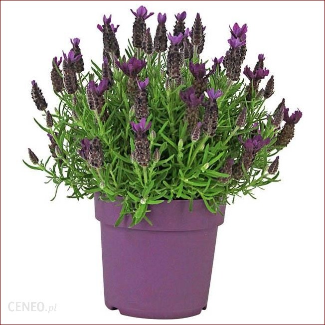 Lawenda na pniu: Wertykalna elegancja i aromat w Twoim ogrodzie