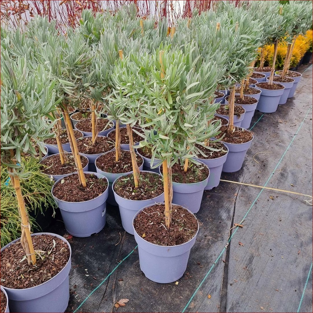 Lawenda na pniu: Wertykalna elegancja i aromat w Twoim ogrodzie