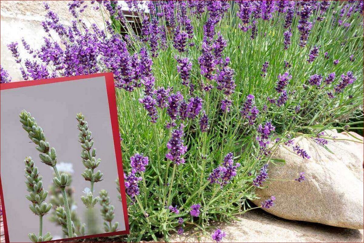 Lawenda nie kwitnie? Poznaj 7 przyczyn i skuteczne sposoby na obfite kwitnienie