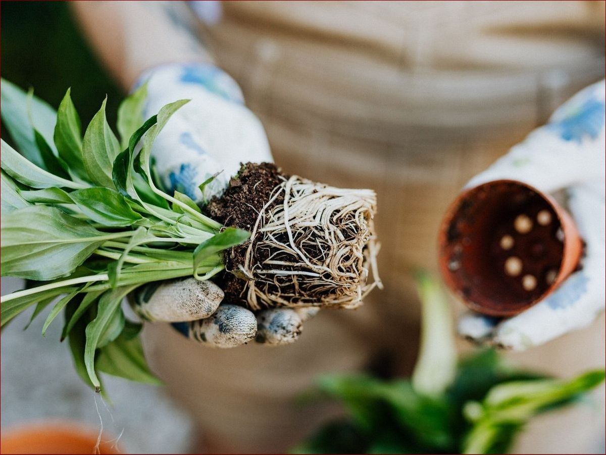 Lawenda nie kwitnie? Poznaj 7 przyczyn i skuteczne sposoby na obfite kwitnienie