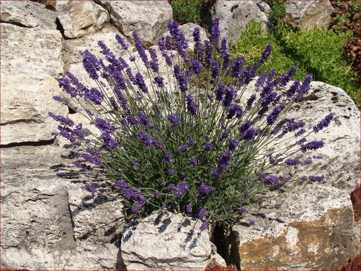 Lawenda w ogrodzie – odkryj piękno i niesamowite zalety tej aromatycznej rośliny