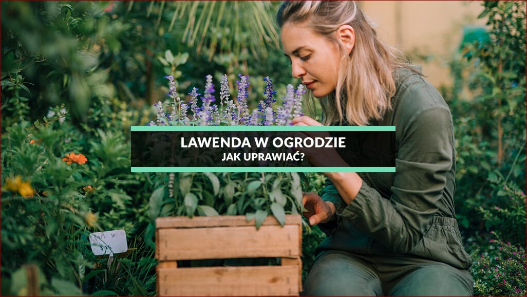Lawenda w ogrodzie – odkryj piękno i niesamowite zalety tej aromatycznej rośliny