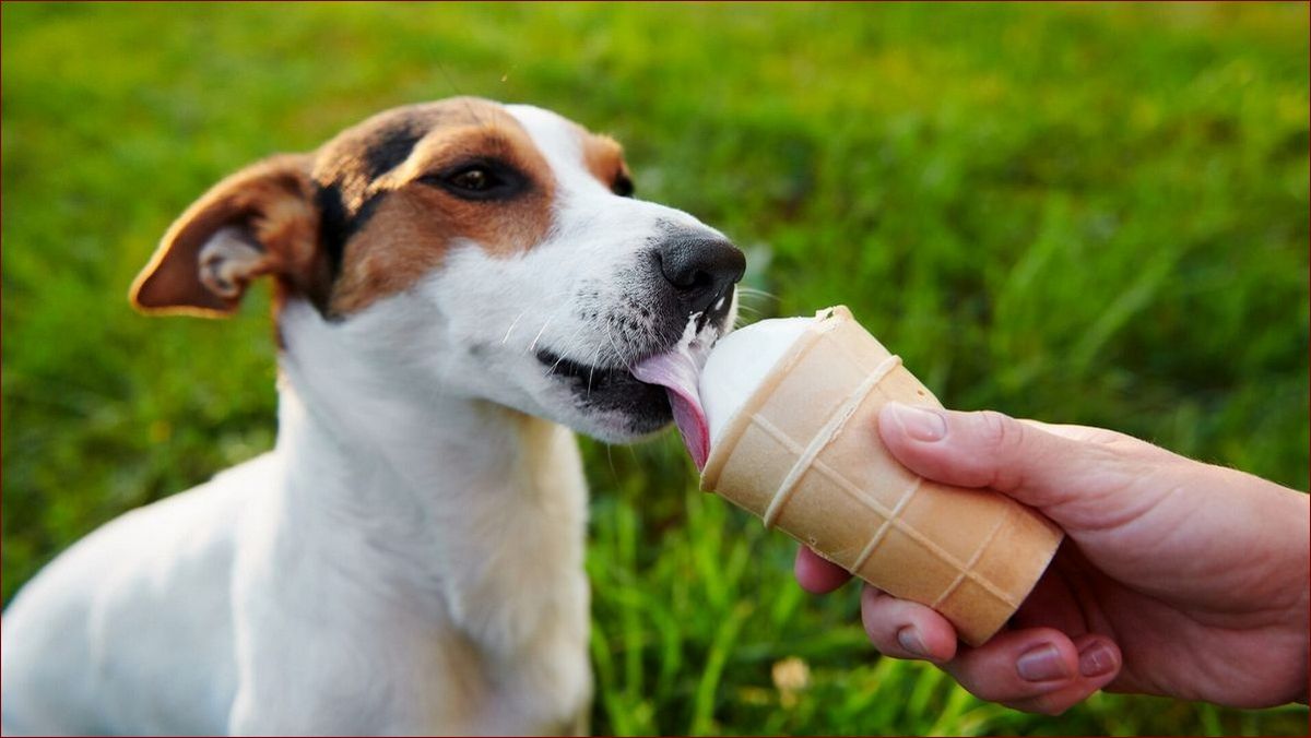 Lody dla psa - chłodząca rozrywka, która zadowoli Twojego pupila