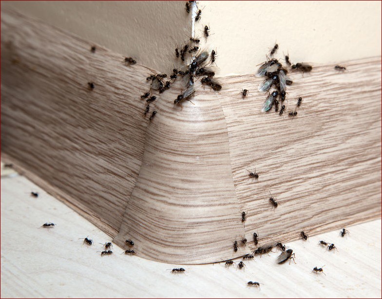 Małe białe robaczki jak kurz - Jak pozbyć się tych nieproszonych gości raz na zawsze?